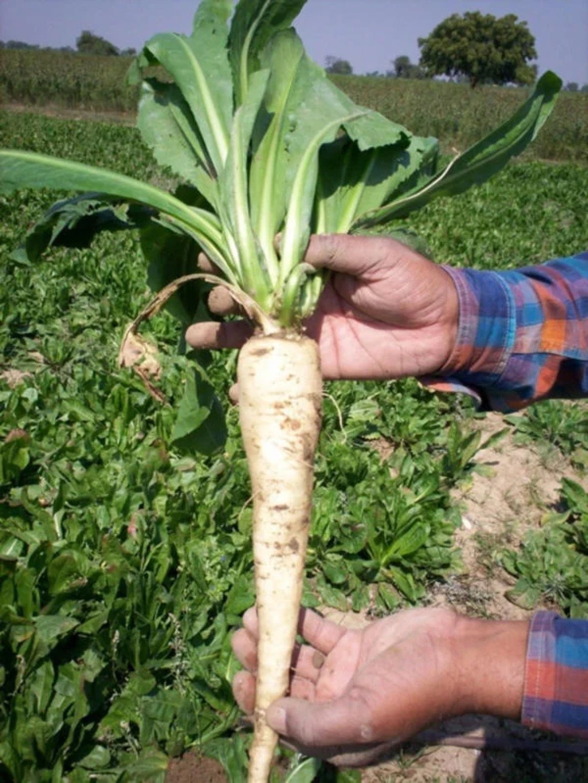 Harvested chicory root held in the field — source of Inuluxe inulin