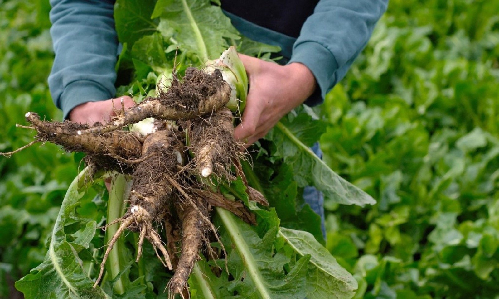 Chicory roots — botanical source for Inuluxe specifications