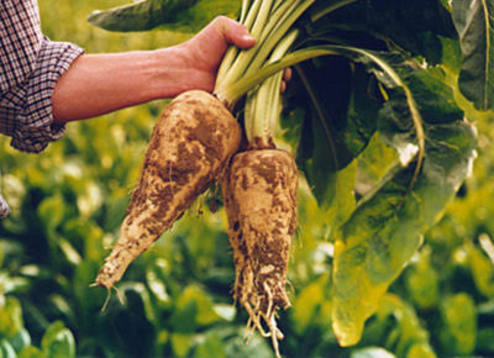 Chicory roots — natural source behind Inuluxe solubility and properties