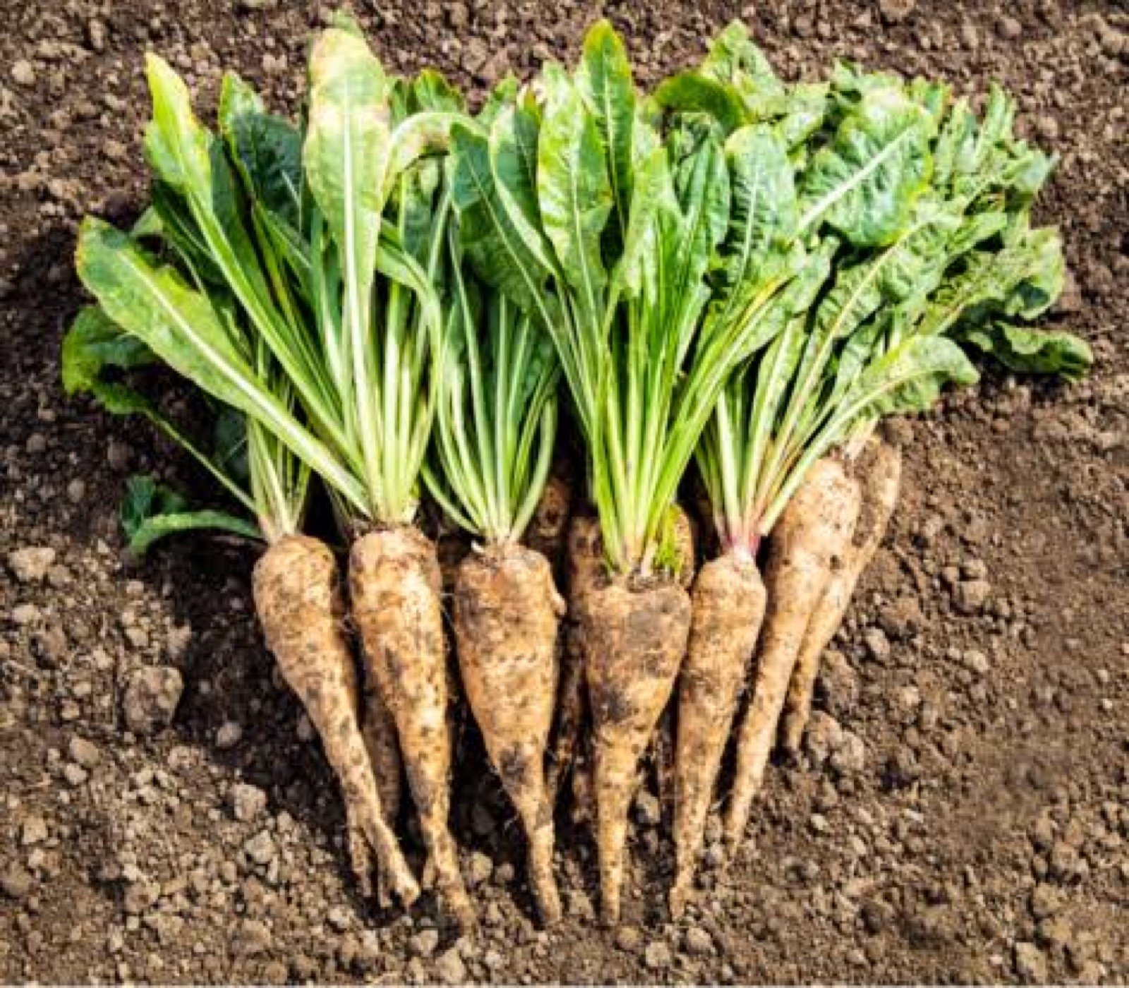 Chicory roots on soil — source of Inuluxe inulin